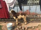 A goat for Sankranti