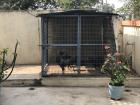 Sankranti chickens!