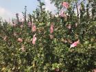 Pretty hibiscus flowers!