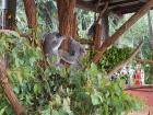 Koala-central here at the Australia Zoo! 