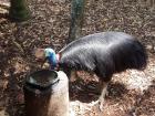 A Cassowary! These beasts have a horn on their heads and very sharp talons, so you don't want to mess with these guys...
