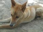 A dingo at the Australia Zoo.