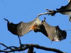 Gray-headed flying fox's wingspan (Wiki Common)