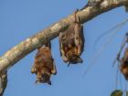 More red bats