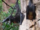 More bats! (Pexels)