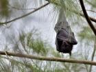 Black flying foxes (Wiki Commons)