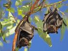 Black flying foxes hanging