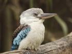 Kookaburra