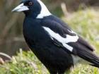 Magpie