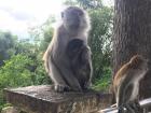 The monkeys here are quite used to humans