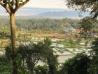 A striking picture of a beautiful rice paddy on the way up to Bukittinggi