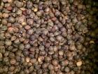 An up-close look at the green lentil of Le Puy