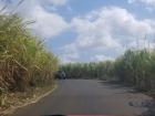 Some of the roads wind around and around through fields of sugar cane!