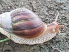 Giant African snails are everywhere!