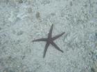 A pretty starfish!