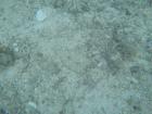 Can you spot the camouflaged flounder?