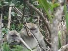 Crab-eating macaques