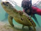 A green turtle I met while studying in Australia