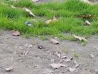 A monk parakeet hiding in the grass-aren't they cute??