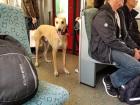 A dog I spotted on the train!