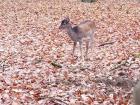 A deer living in Tegal Forest