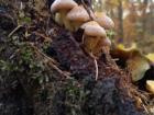 Mushrooms I saw while walking in the forest-likely to become a snack for ﻿w﻿ildschwein