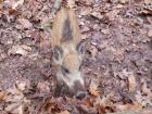 A very cute baby ﻿w﻿ildschwein