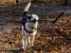 Argie was very happy to find this big stick