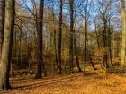 The forest at Liepnitzsee