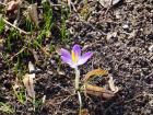 A pretty flower along the lake