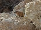 A rock hyrax up close and personal