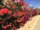 A beautiful street in Be'er Sheva, Israel where I visited new friends