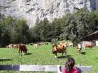 Cows are all over Switzerland, not just in the countryside! 