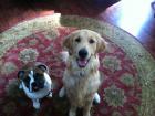 Here are my dogs -- I miss them every time I travel!