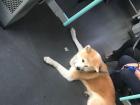 Spotted this cute pup on the train to Bern!