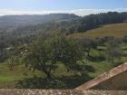 Olive orchards in Italy