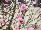 Someone was selling blossoms outside of a shopping center