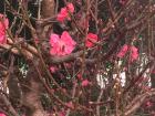 This is one of my favorite pictures of peach blossoms