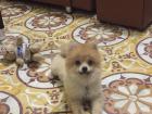 This is Chinh's dog, Bear