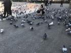 I may have gotten lost looking for the metro, but look at all these pigeons!