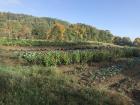 My Spanish class took a trip to Dartmouth's organic farm last fall. Do you know anything about organic farming?