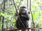 A golden monkey, found in Volcanoes National Park