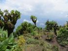 Some alien-looking plants at the top of Mount Bisoke