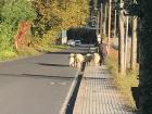 Ovejas (sheep) accompanying me to school