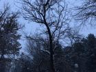 Snowfall in a park near my apartment at the city center