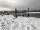 Birds sit by the lake in Mitrovica