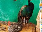 A peacock and a chicken relaxing outside a shop inside the historic Oudaya in Rabat