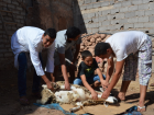 A group of guys calming and massaging the goat's throat as he says a prayer of thanks