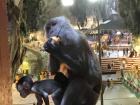 Mother monkey and her baby in the Batu Caves