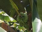 Banana tree